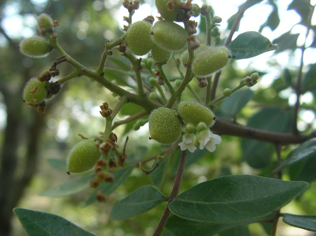 Rhus virens (Evergreen sumac) #20114