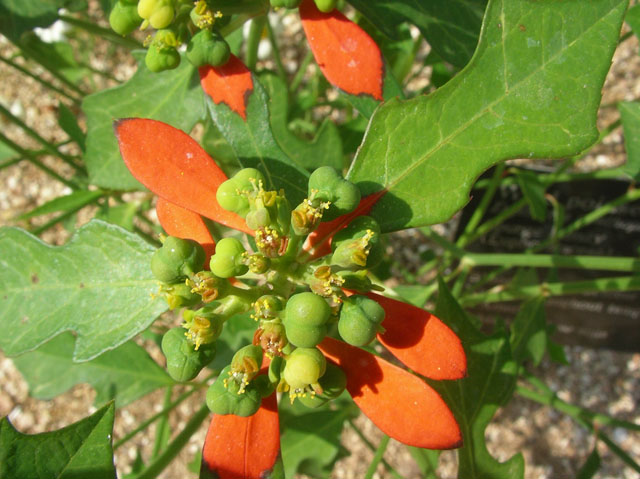 Euphorbia cyathophora (Wild poinsettia) #20117