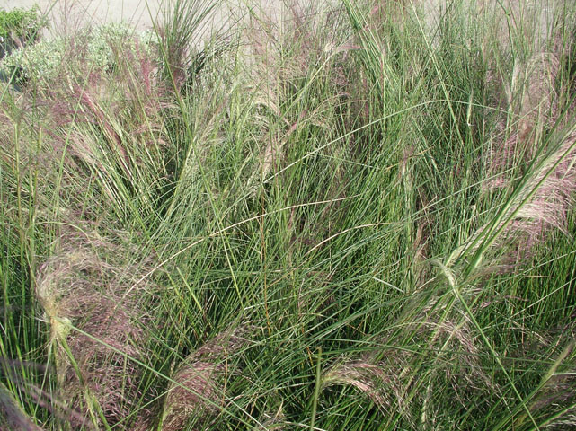 Muhlenbergia capillaris (Gulf muhly) #20137