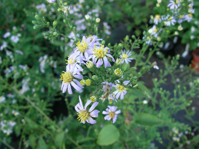 Symphyotrichum oolentangiense (Skyblue aster) #20138