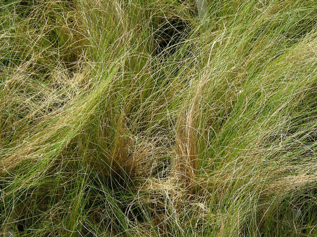 Nassella tenuissima (Mexican feathergrass) #20150