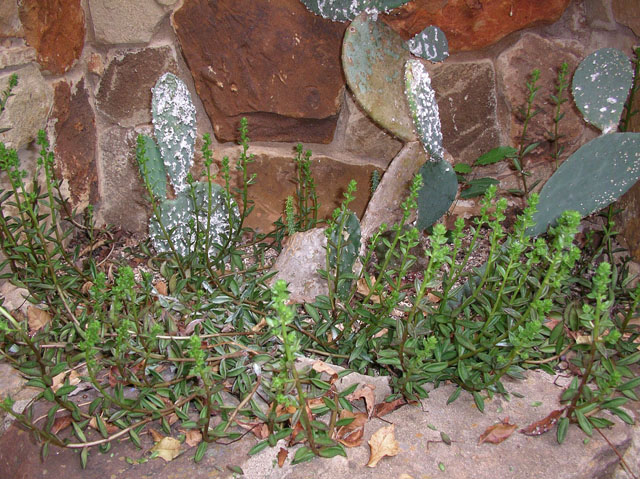 Lenophyllum texanum (Coastal stonecrop) #20161