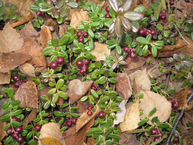 Vaccinium vitis-idaea (Lingonberry) #28653