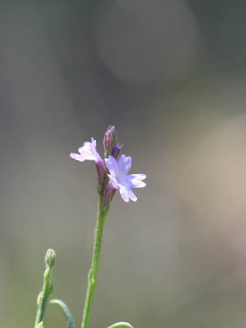 Verbena halei (Texas vervain) #28729