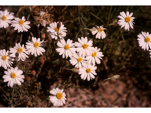 Chaetopappa ericoides (Rose heath) #68143