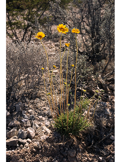 Encelia scaposa (Onehead brittlebush) #68147