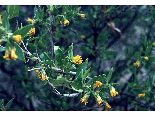 Flourensia cernua (American tarwort) #68149