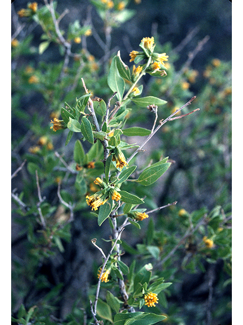 Flourensia cernua (American tarwort) #68152