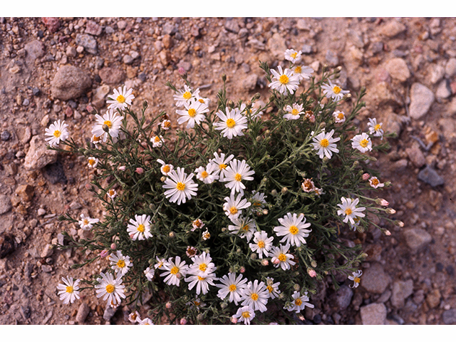 Chaetopappa ericoides (Rose heath) #68155