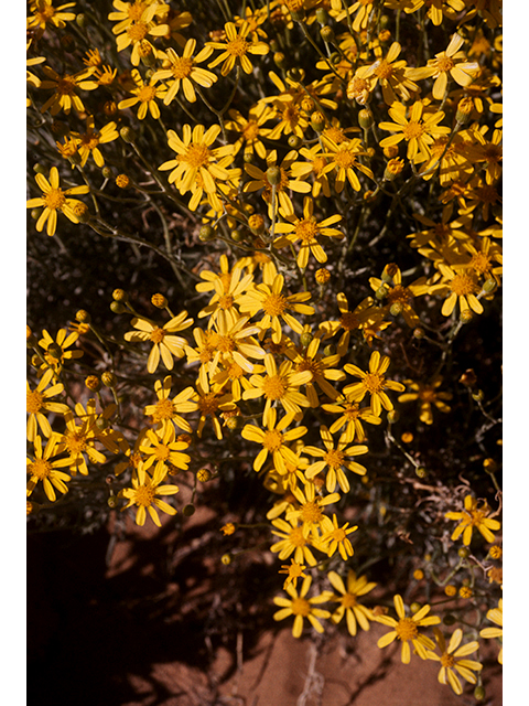 Senecio flaccidus (Threadleaf ragwort) #68160