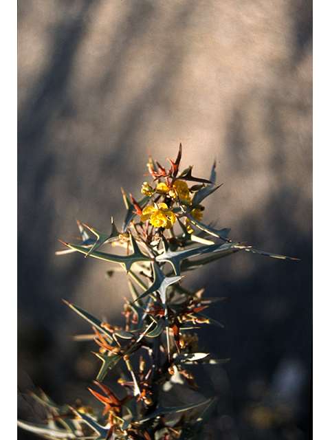 Mahonia trifoliolata (Agarita) #68170