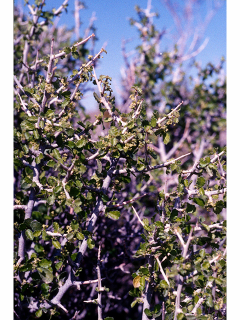 Bernardia obovata (Desert myrtlecroton) #68189