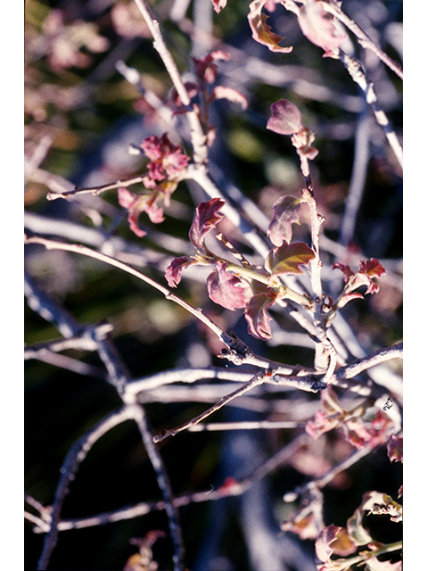 Quercus pungens (Pungent oak) #68212