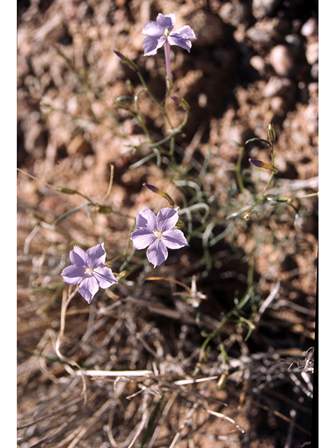 Ipomopsis longiflora (Flaxflowered ipomopsis) #68229