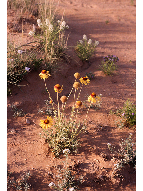 Gaillardia pinnatifida var. pinnatifida (Red dome blanketflower) #68289