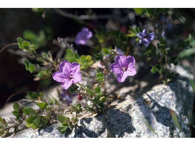 Ruellia parryi (Parry's wild petunia) #68348