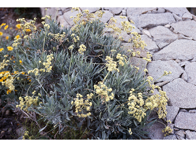 Parthenium argentatum (Guayule) #68408