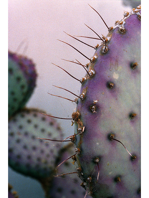 Opuntia santa-rita (Santa rita prickly pear) #68522