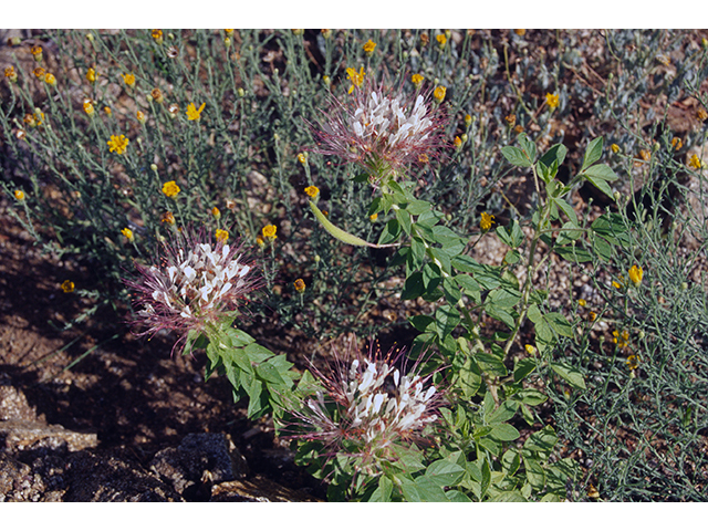 Polanisia uniglandulosa (Mexican clammyweed) #68530