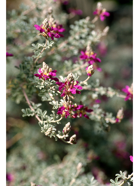 Dalea bicolor var. argyrea (Silver prairie clover) #68587