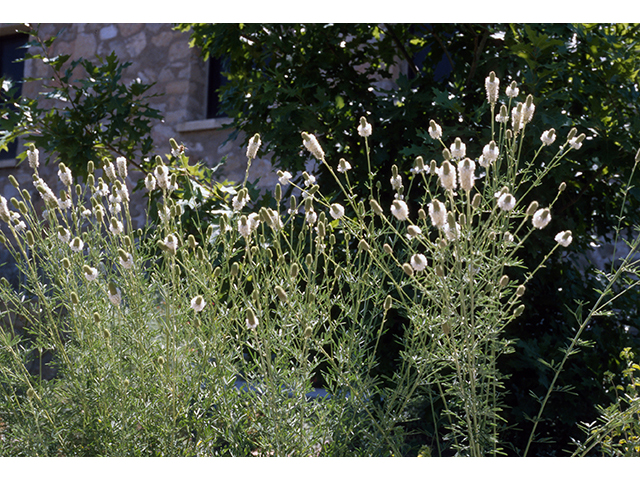 Dalea candida (White prairie clover) #68598