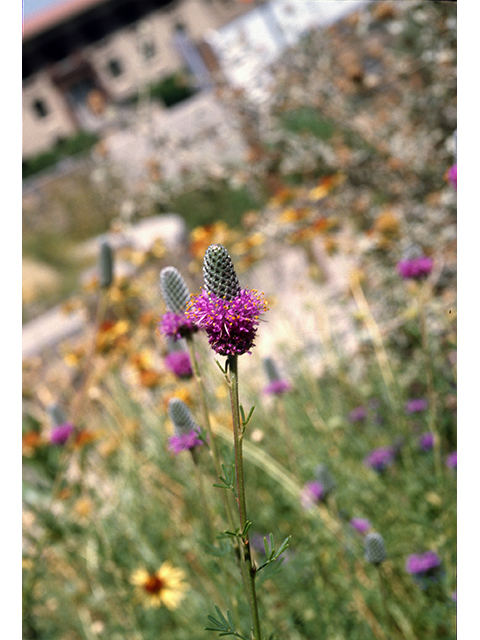 Dalea purpurea (Purple prairie clover) #68608