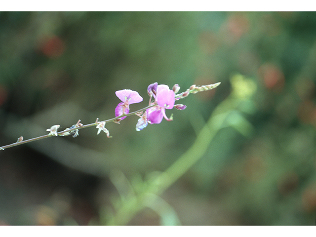 Desmodium cinerascens (Spiked ticktrefoil) #68612