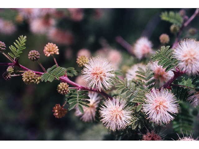 Mimosa texana (Texas mimosa) #68634