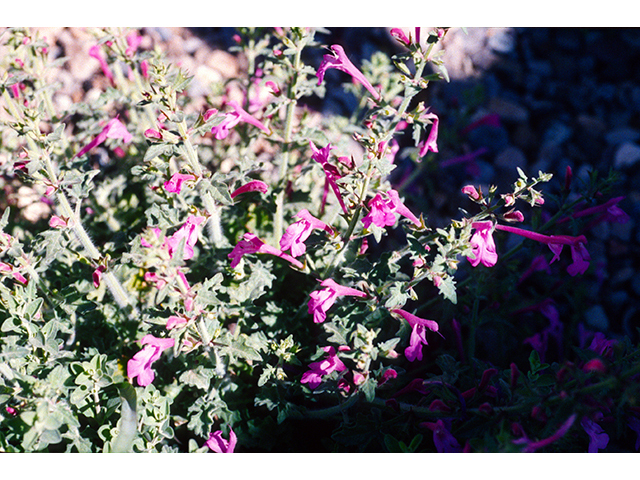 Salvia summa (Great sage) #68717