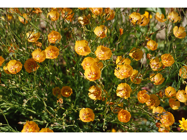 Linum rigidum (Stiffstem flax) #68736