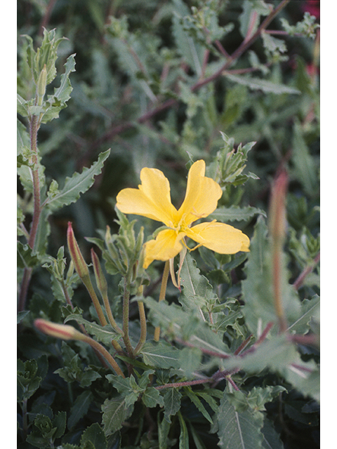 Oenothera organensis (Organ mountain evening primrose) #68795