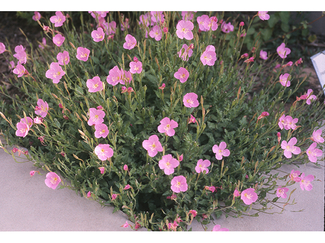 Oenothera rosea (Rose evening primrose) #68802