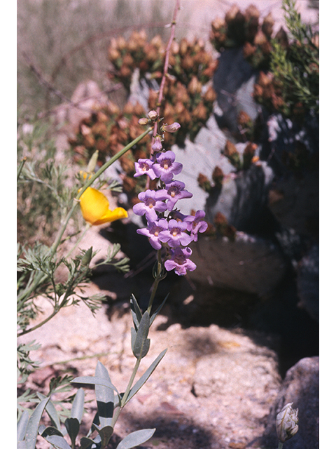 Penstemon fendleri (Fendler's penstemon) #68857