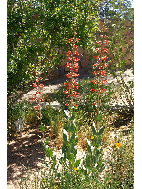 Penstemon havardii (Havard penstemon) #68859