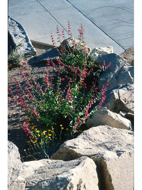 Penstemon pseudospectabilis (Desert penstemon) #68861