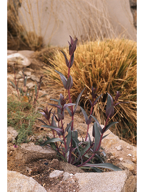 Penstemon superbus (Superb penstemon) #68865