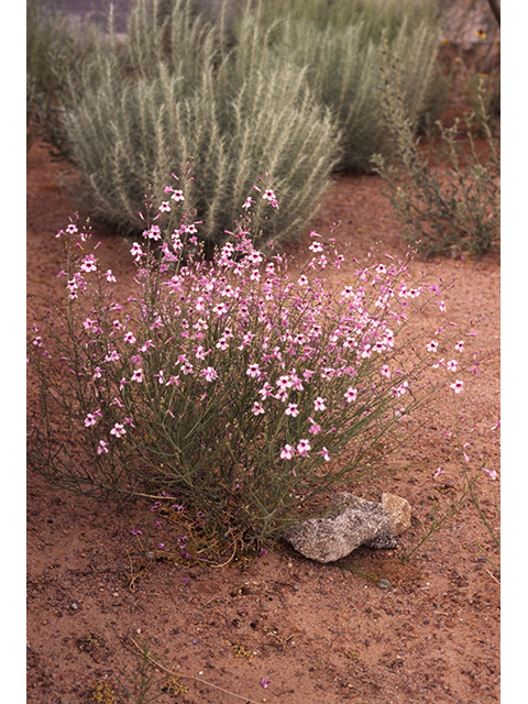 Penstemon thurberi (Thurber's penstemon) #68867