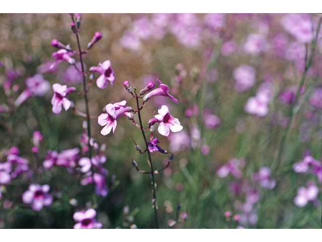 Penstemon thurberi (Thurber's penstemon) #68868