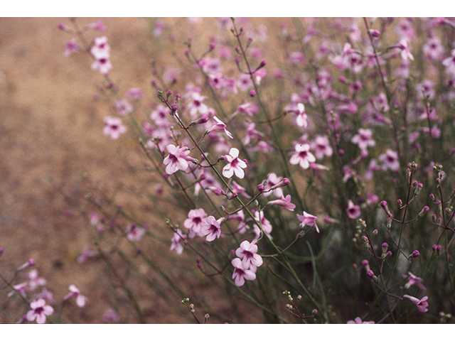 Penstemon thurberi (Thurber's penstemon) #68870