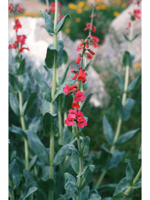 Penstemon wrightii (Wright's penstemon) #68873