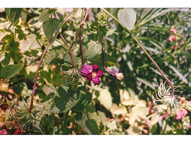 Clematis pitcheri (Purple leatherflower) #68878