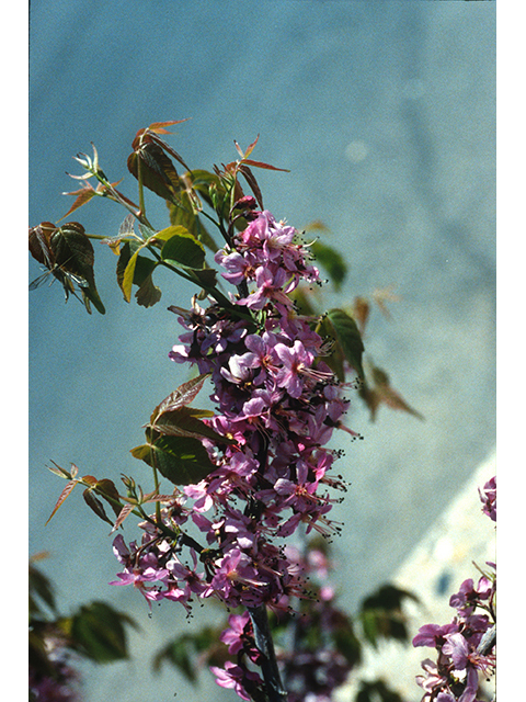 Ungnadia speciosa (Mexican buckeye) #68970