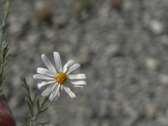 Chaetopappa ericoides (Rose heath) #77415