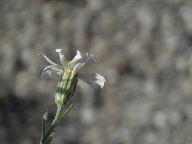 Chaetopappa ericoides (Rose heath) #77416