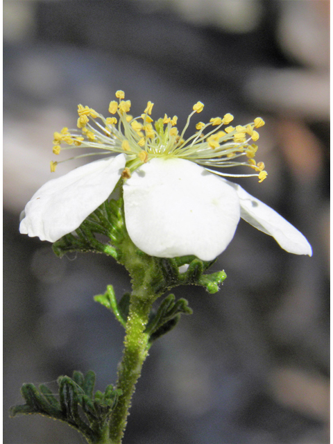 Purshia stansburiana (Stansbury cliffrose) #77648