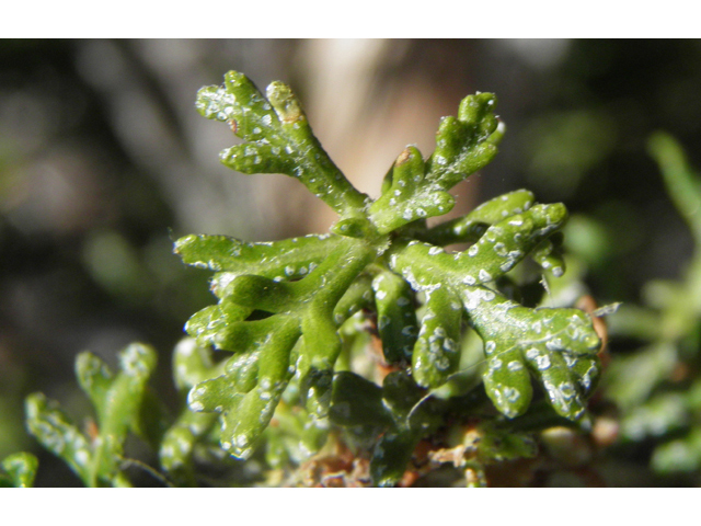 Purshia stansburiana (Stansbury cliffrose) #77651