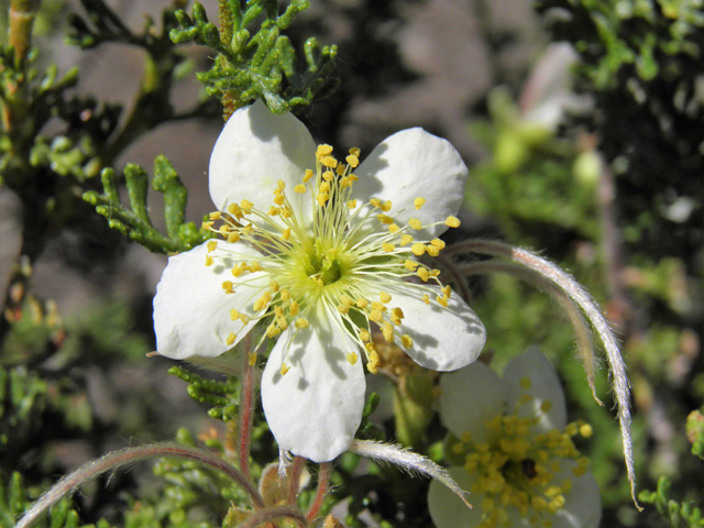 Purshia stansburiana (Stansbury cliffrose) #77654