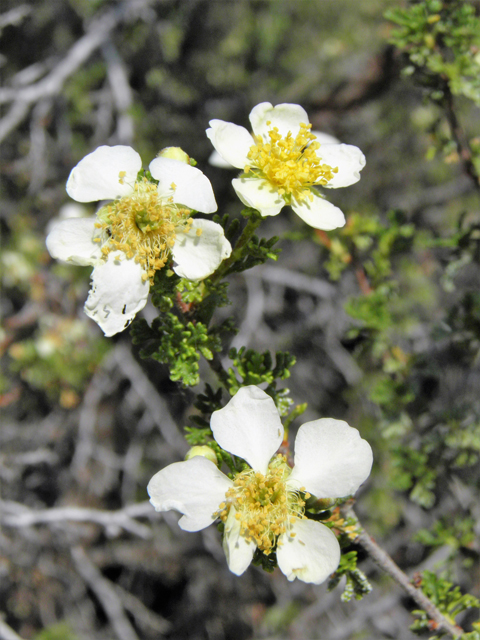 Purshia stansburiana (Stansbury cliffrose) #77657