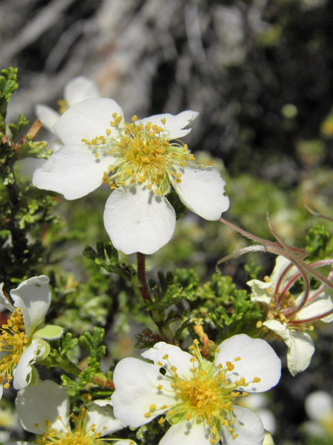 Purshia stansburiana (Stansbury cliffrose) #77660