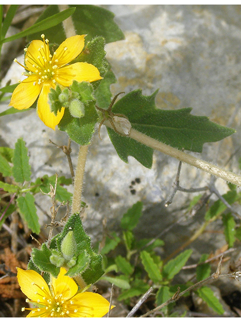 Mentzelia oligosperma (Stick-leaf) #77776